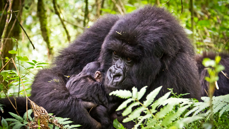 The Resilient Journey of Mountain Gorillas Before Conservation Efforts