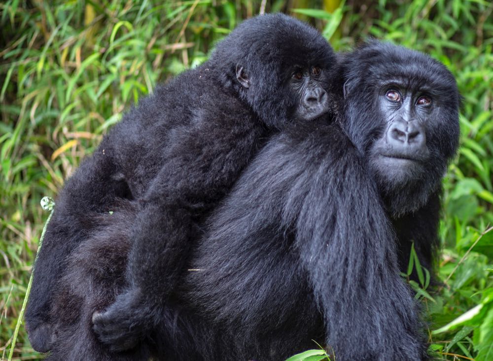 The Future of Mountain Gorillas