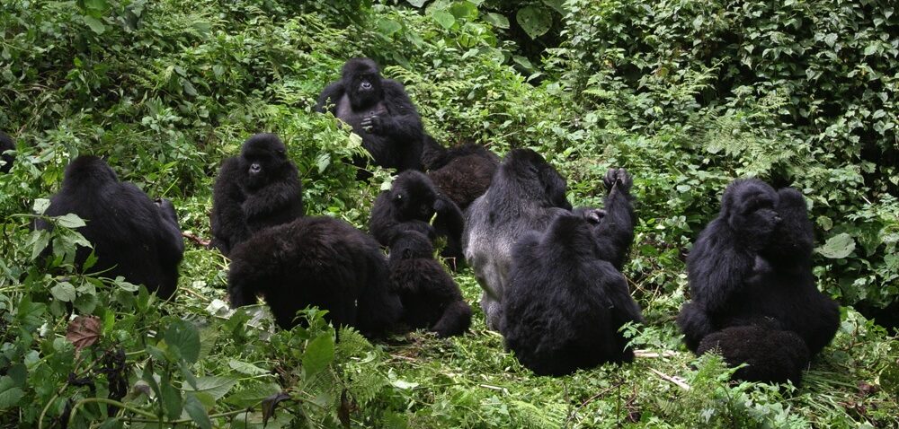 Mountain Gorilla Birth Rate and Population Dynamics