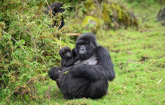 Pregnant Mountain Gorilla