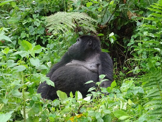 Pregnant Mountain Gorilla