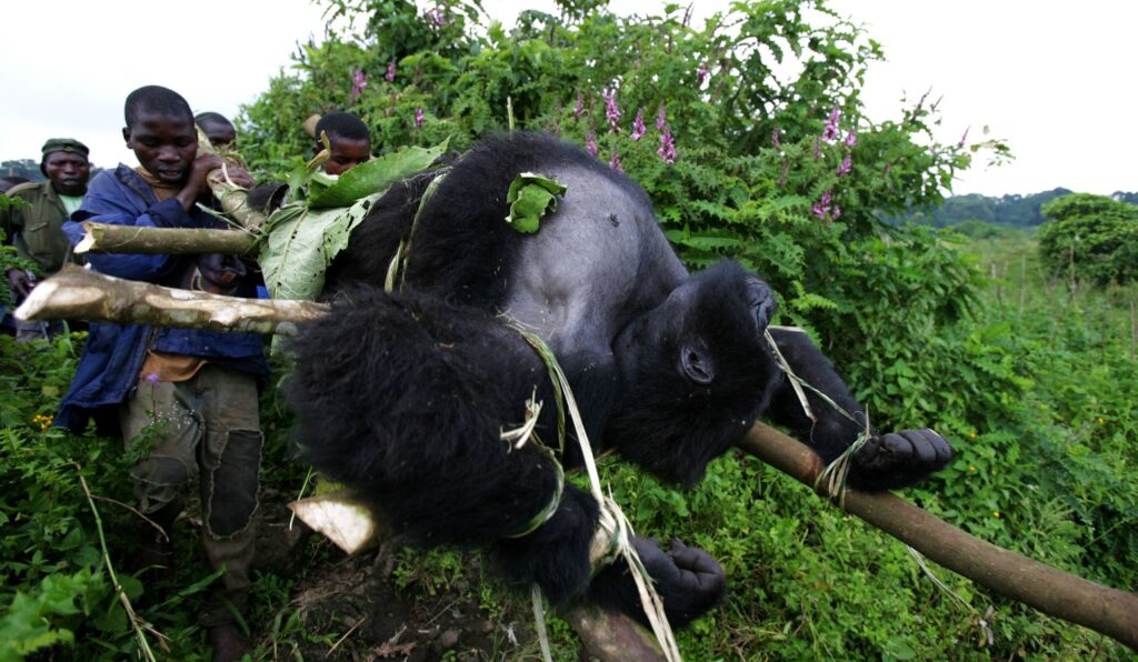 Gorilla Conservation Efforts in Rwanda