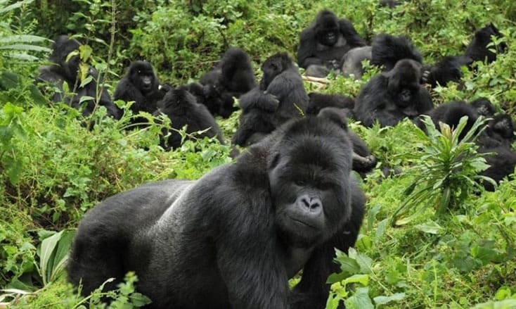 Mountain Gorillas Before Conservation Efforts