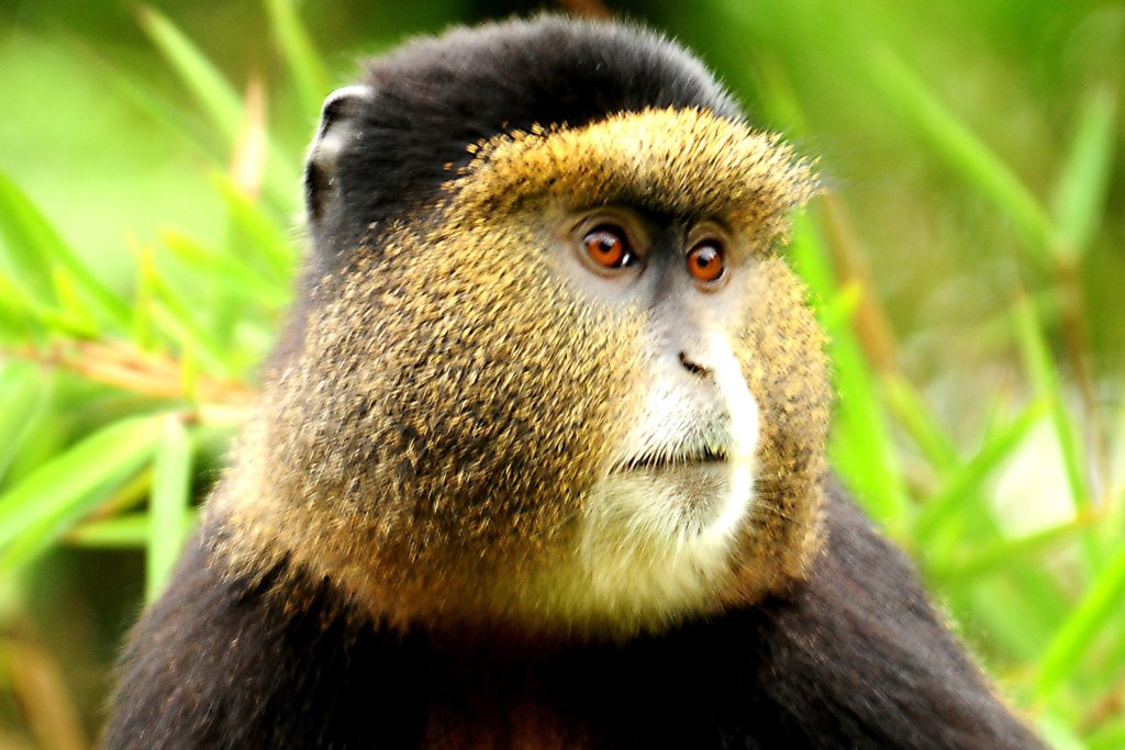 8 Days Rwanda primates Safari