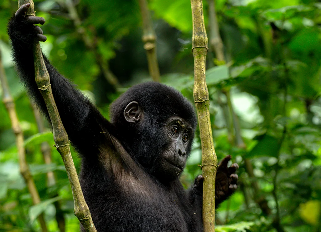 7 Days Rwanda Wildlife Safari