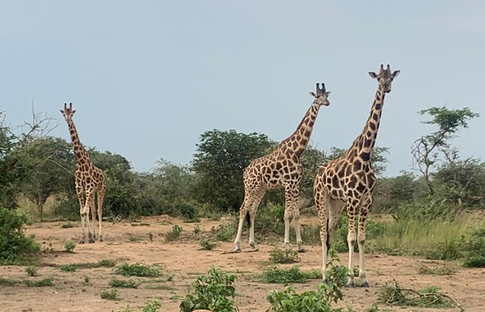 7 Days Uganda Wildlife Safari