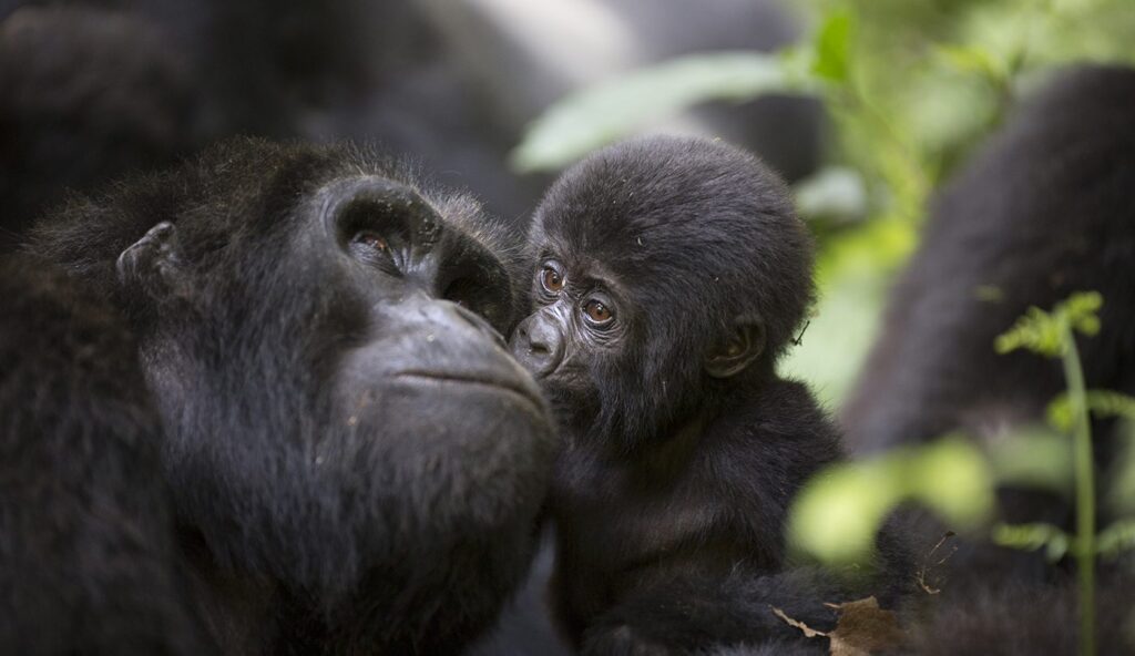 Why Do Mountain Gorillas Live in Africa 