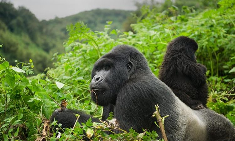 Why do mountain gorillas live in Africa