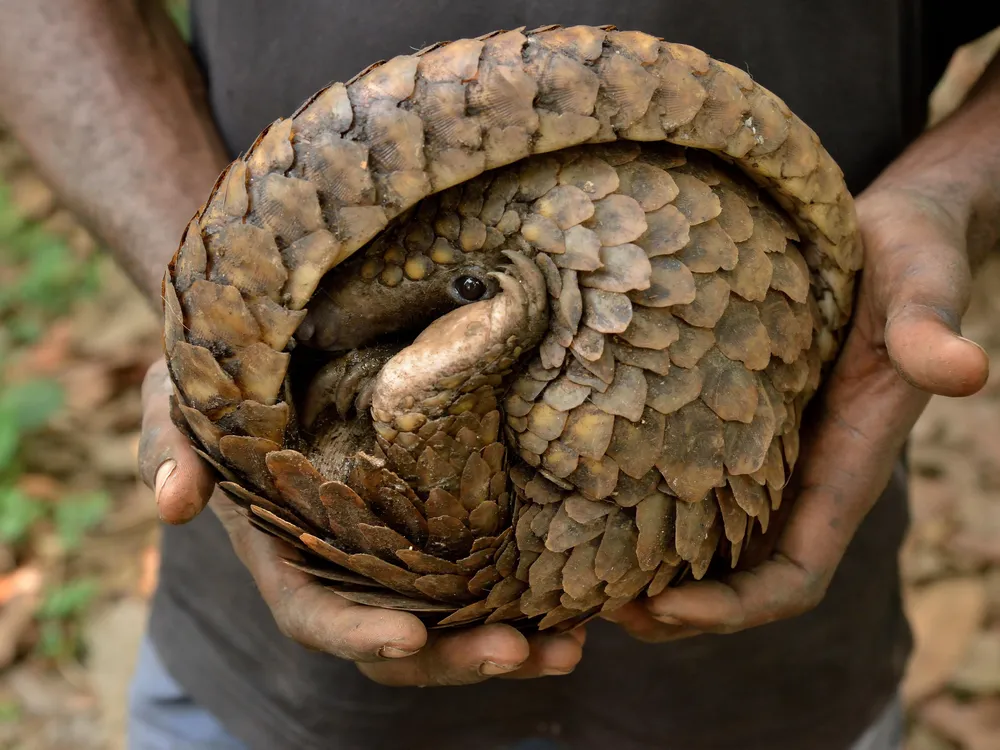 Pangolin