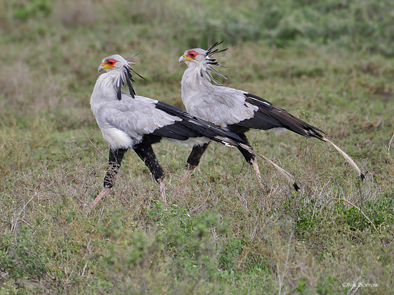 Secretary Bird