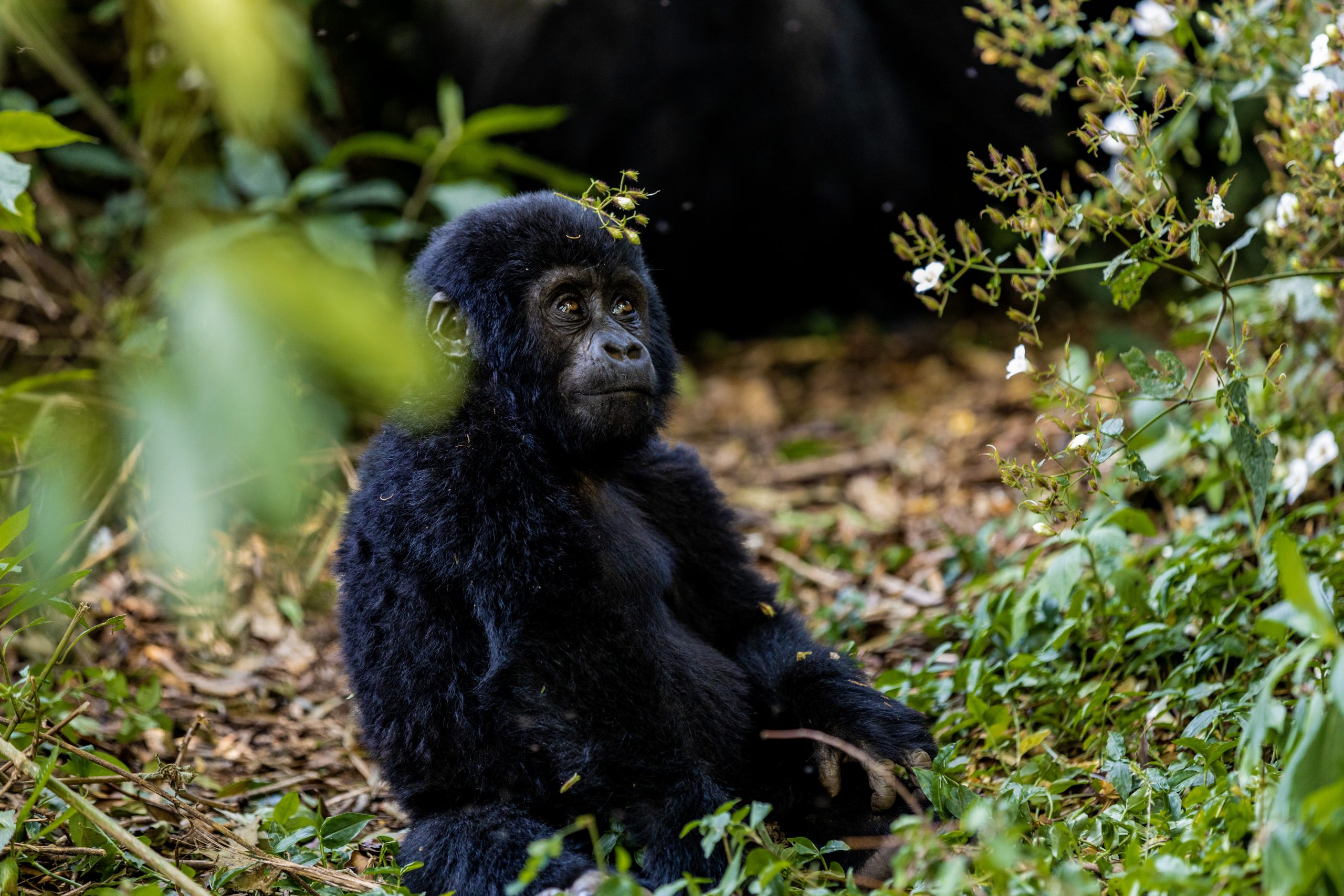 Importance of Mountain Gorillas