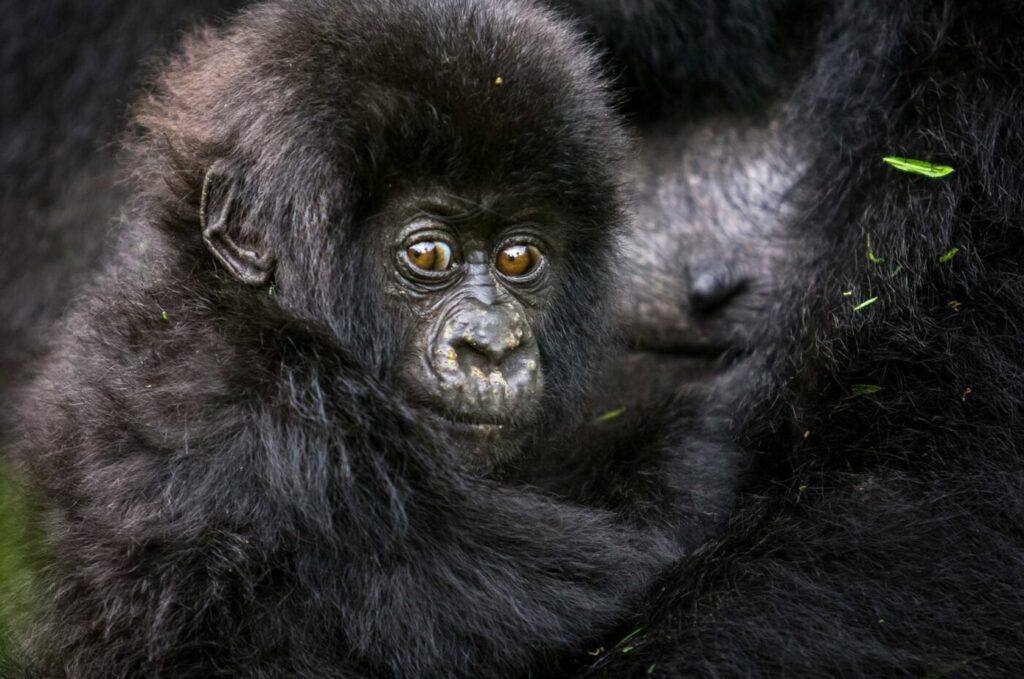 Adopt a mountain gorilla