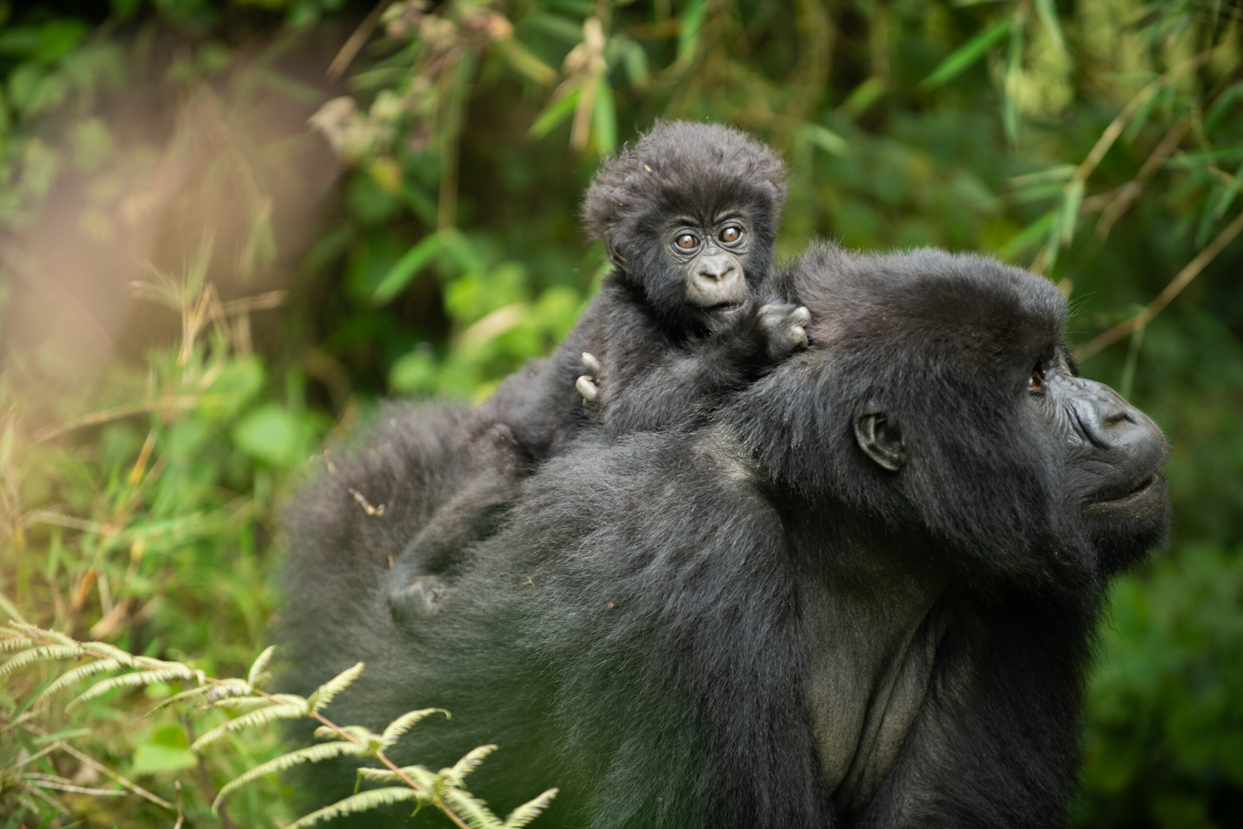 Adopt a mountain gorilla