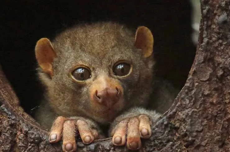 Bush Babies