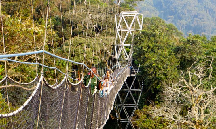 Canopy Walks at Nyungwe Forest, Rwanda