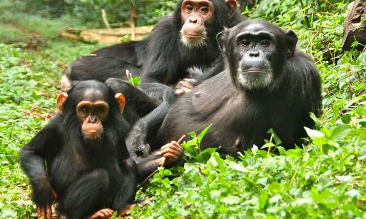 Chimpanzee tracking in Kibale forest National Park