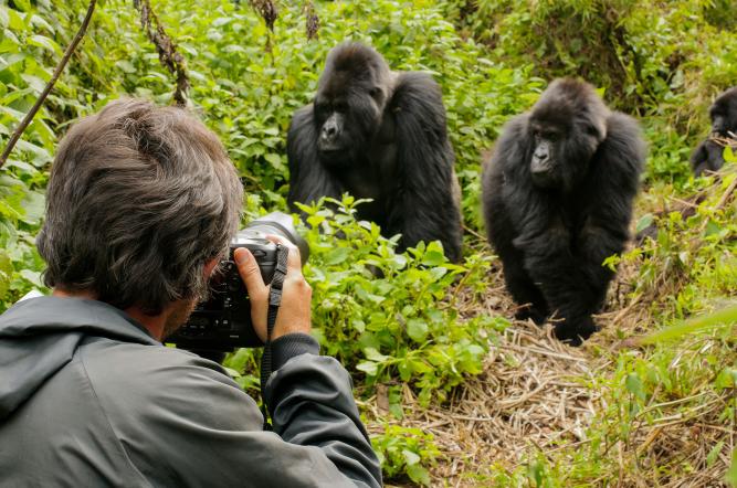 Thrilling Gorilla Trekking Adventures