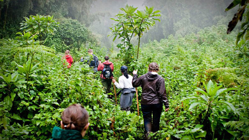 A Day in the Mountain Gorilla Habitat