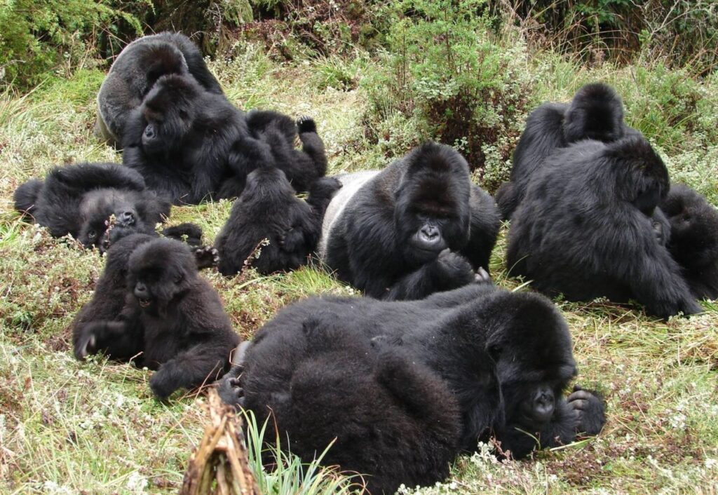 A day in the mountain gorilla habitat