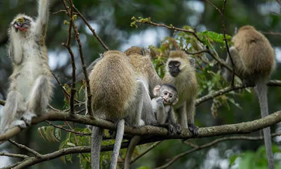 Rwanda's National Park's Entrance Fees