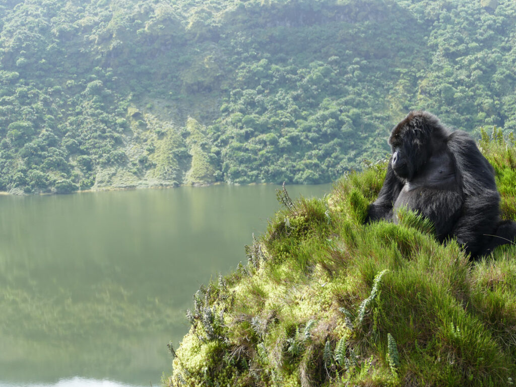 Mountain Gorilla Habitats