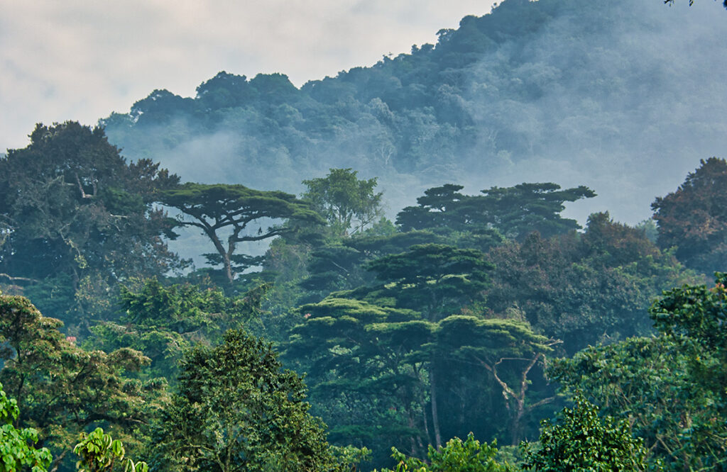 Mountain Gorilla Habitats