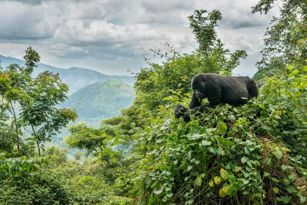 Mountain Gorilla Habitats: A Precious Ecosystem for a Remarkable Species