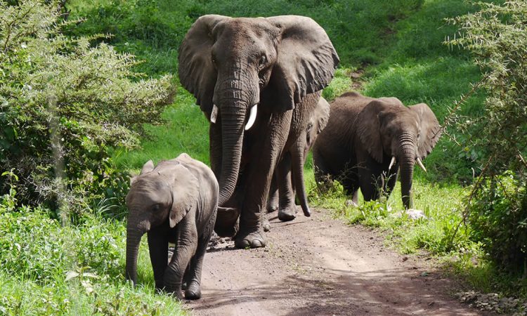 Best Wildlife Safaris in Akagera National Park 2024