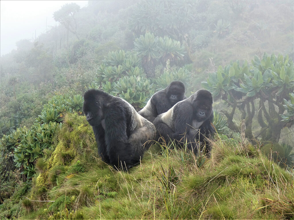 Misty Mountain Gorilla Habitat