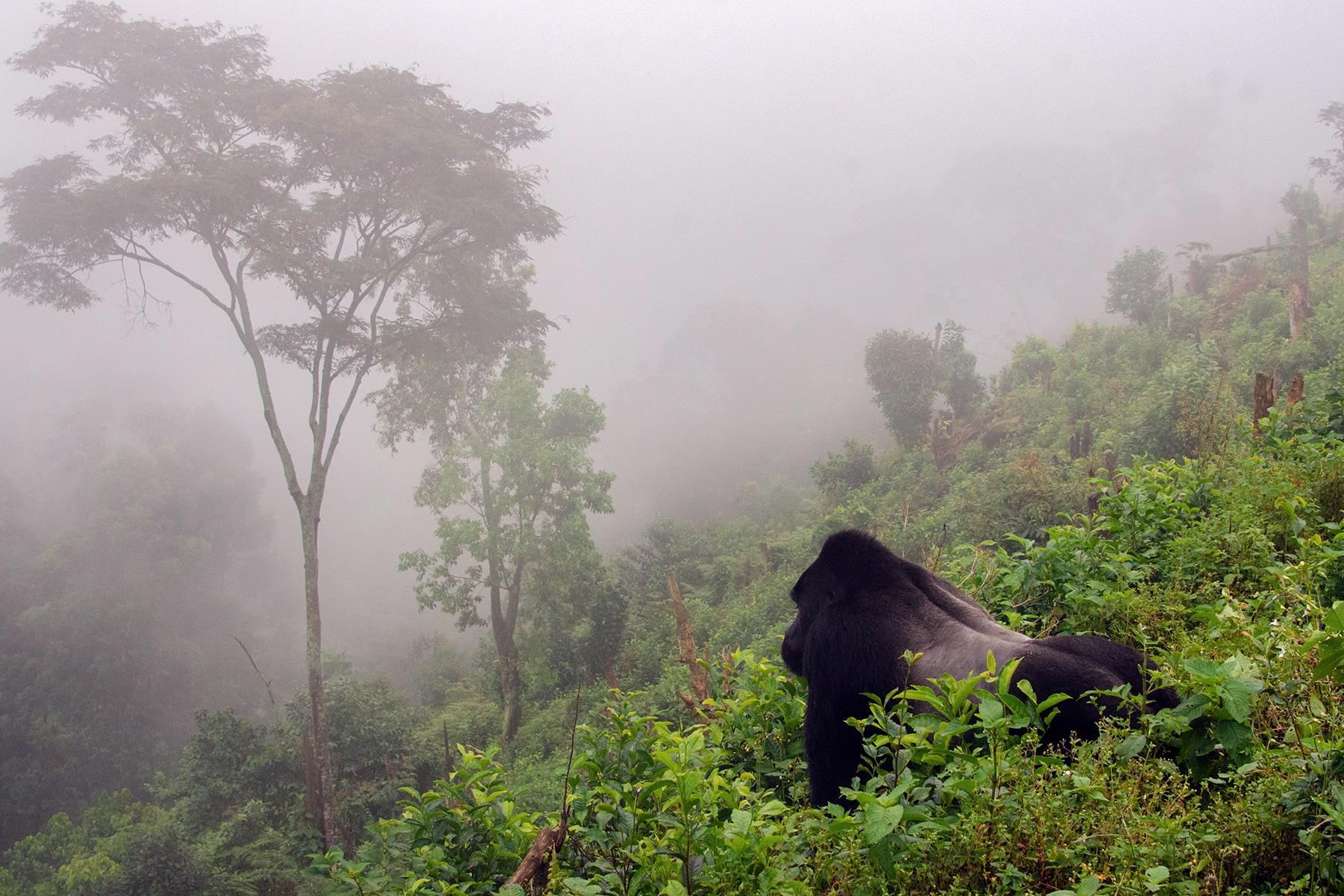 Misty Mountain Gorilla Habitat