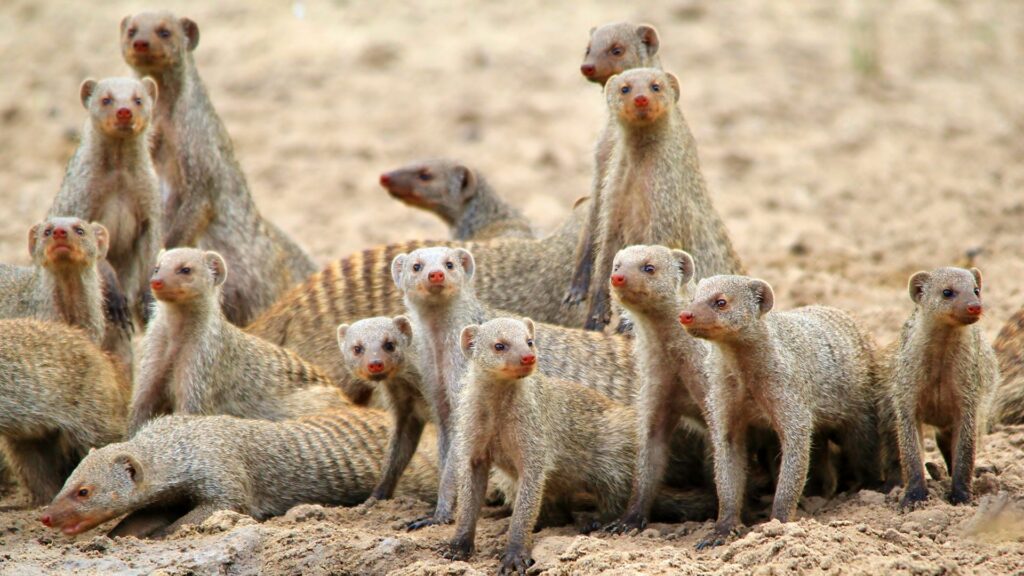 Banded Mongoose