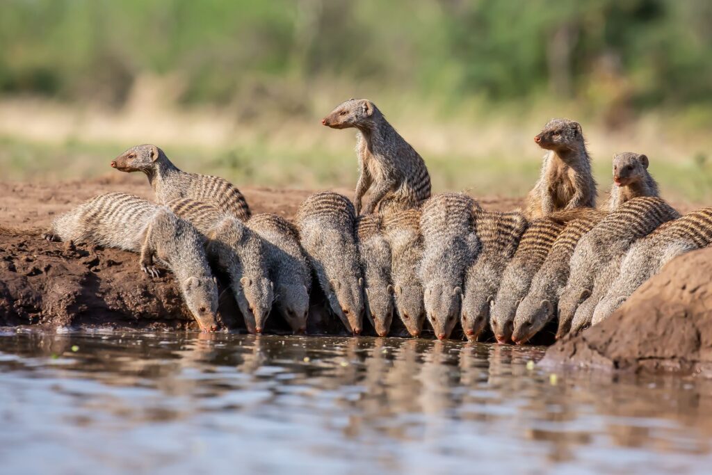 Banded Mongoose