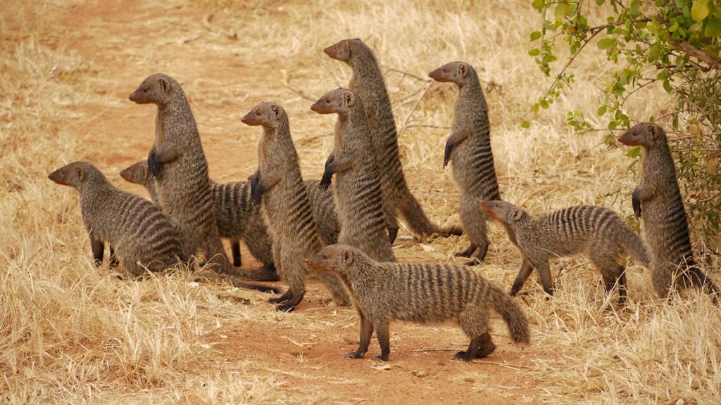 Banded Mongoose