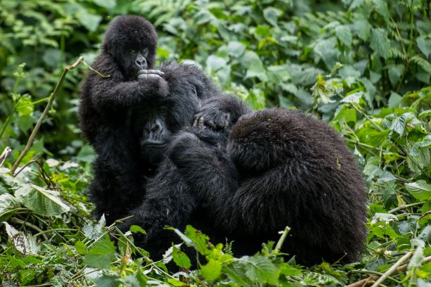 1 day gorilla trek in Uganda Bwindi Forest