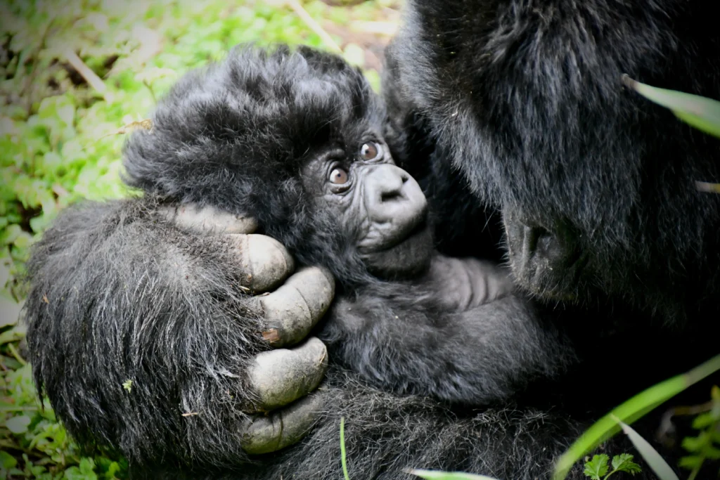 Rwanda's National Parks