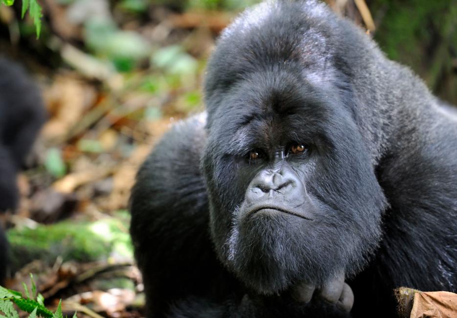 Silverback Gorilla Grows Old