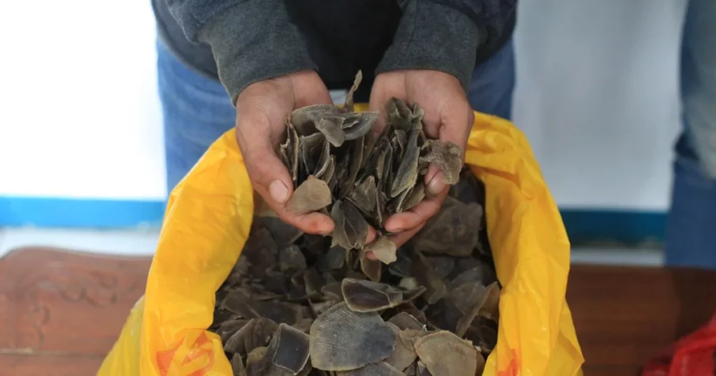 Pangolin Scales