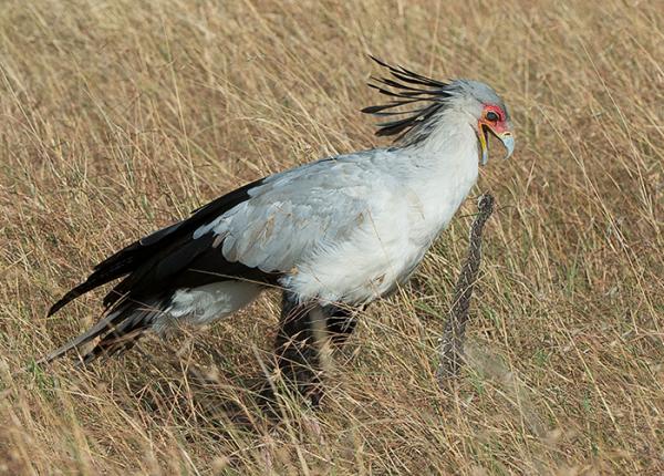 Secretary Bird