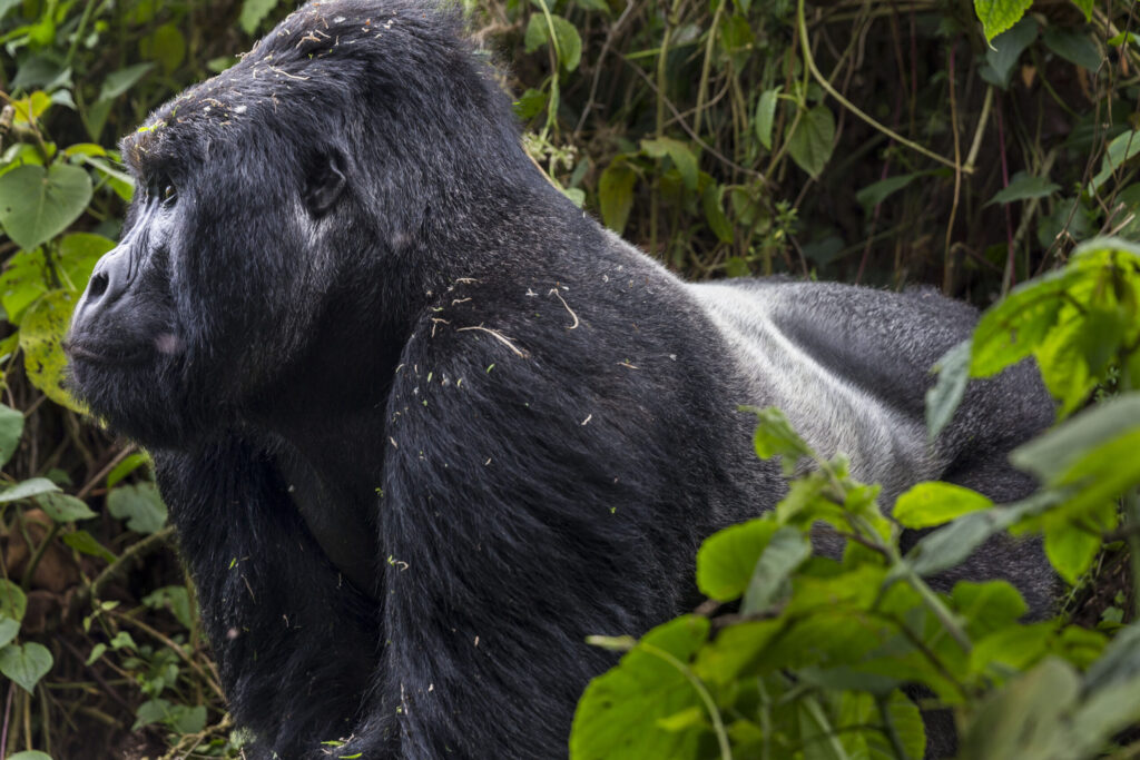 Silverback Gorilla Grows Old