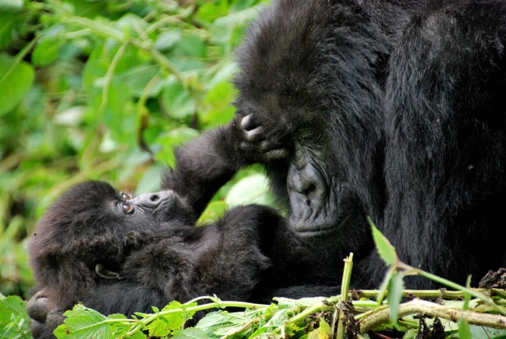 1 day gorilla trek in Uganda