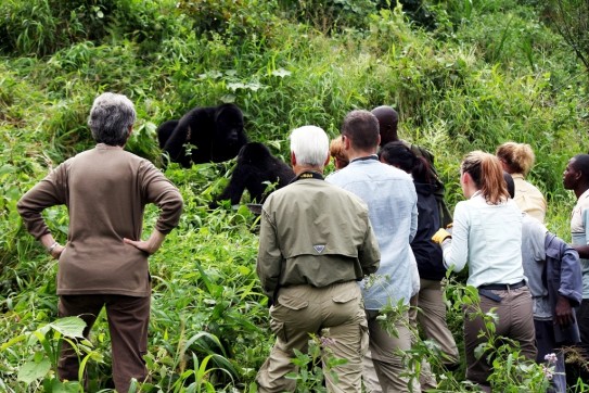 tips for a perfect gorilla trek in Africa