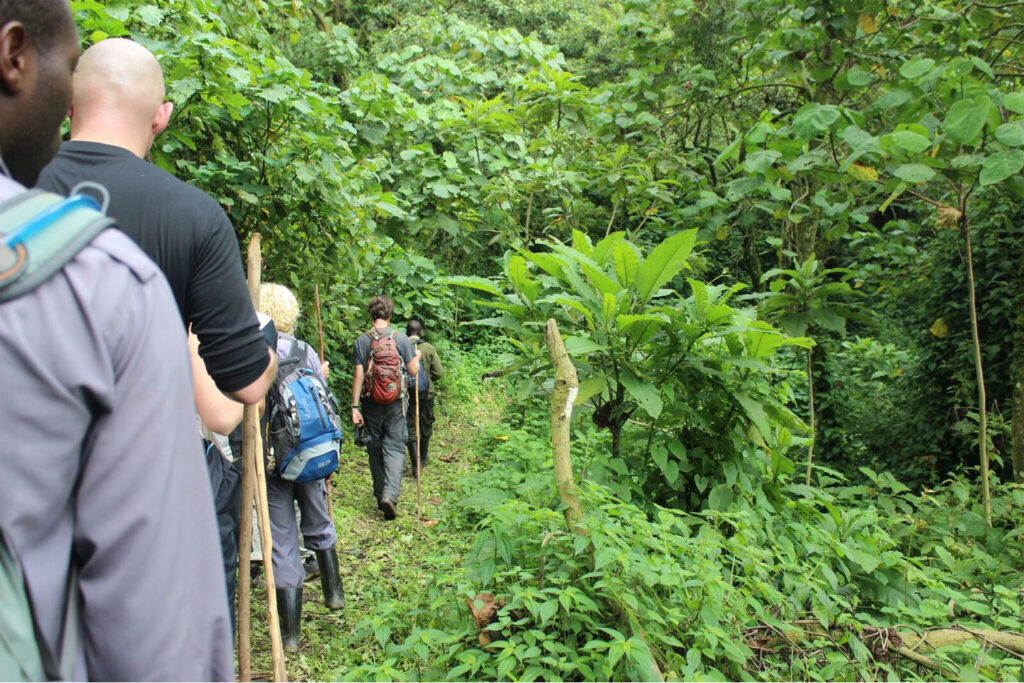 How A day in the mountain gorilla habitat Looks Like