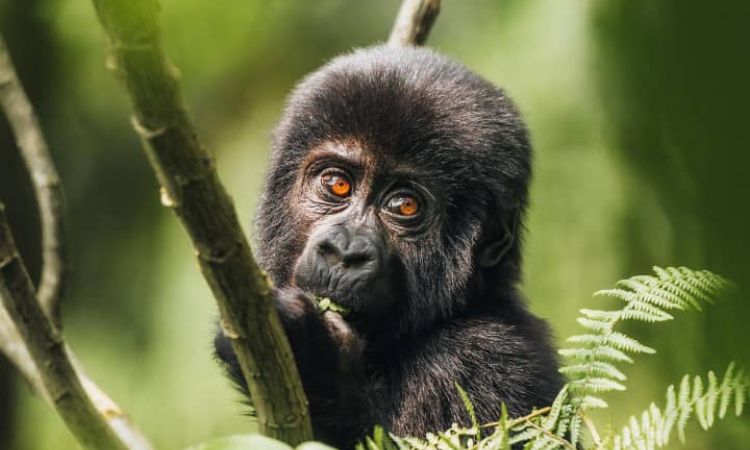 Gorilla Trekking in Rwanda vs Uganda