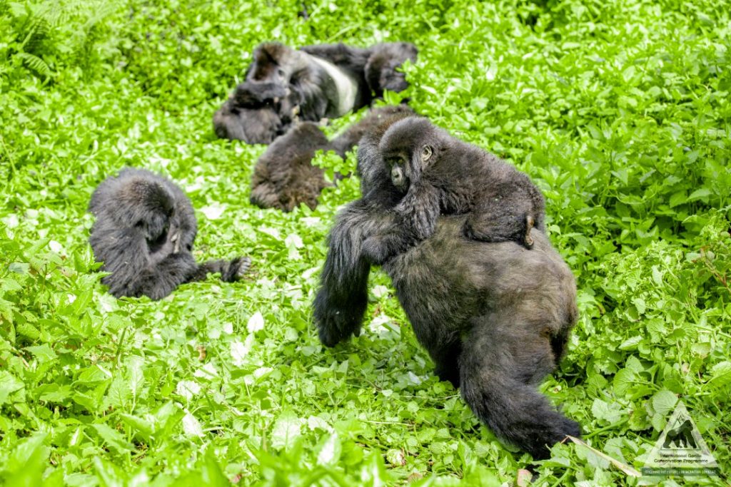 3 Days Rwanda Gorilla Safari