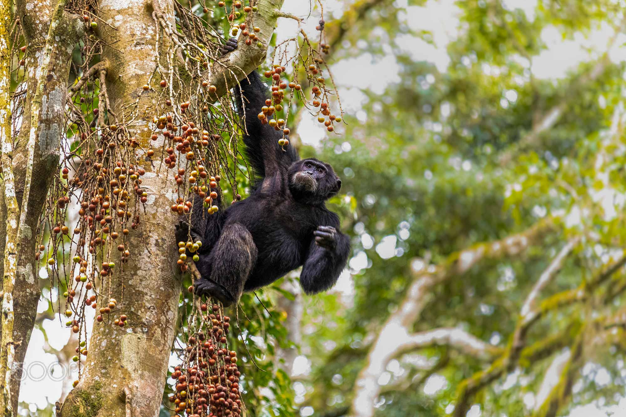 Chimpanzee Diet