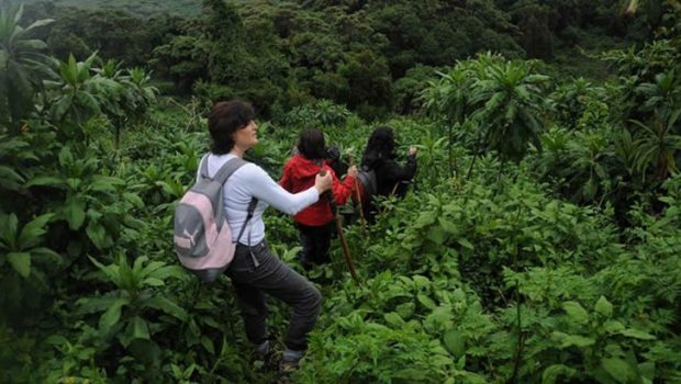 Detailed Itinerary of the 3 Days Rwanda Gorilla Safari