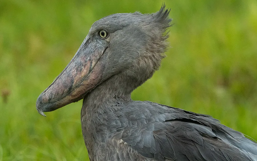 Can a Shoebill stork kill you