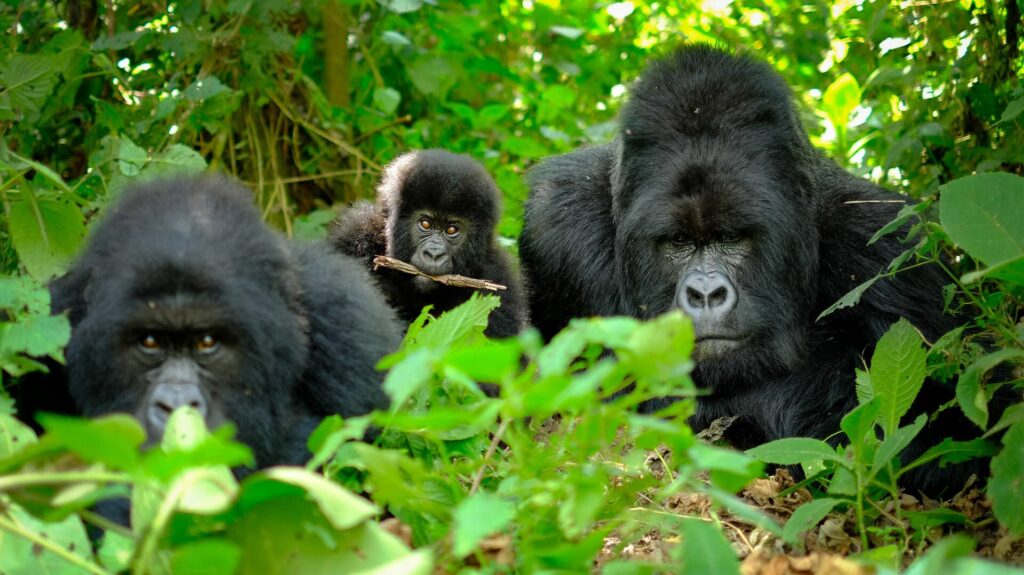 Gorilla Trekking in Rwanda vs Uganda