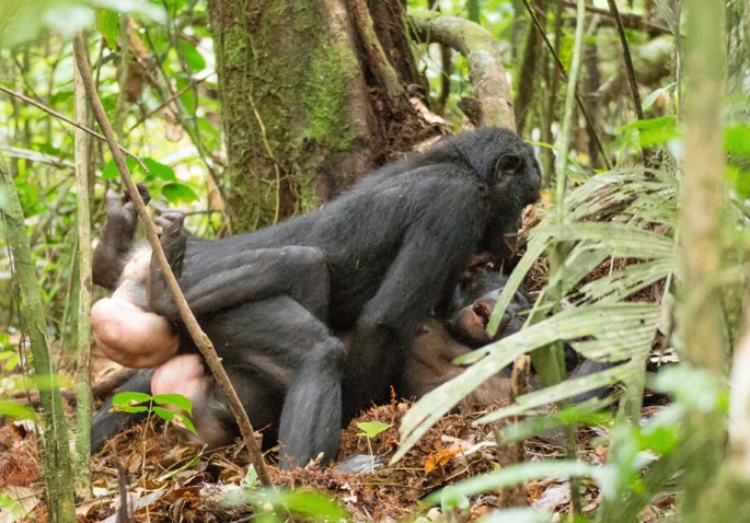 Chimpanzee Mating Swelling