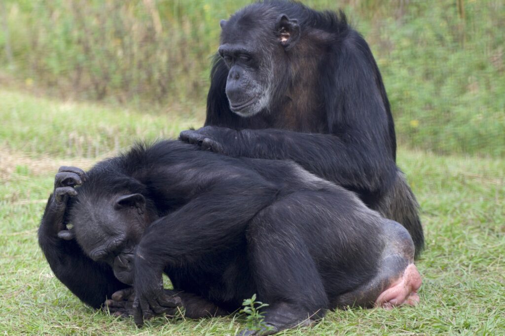 chimpanzee mating